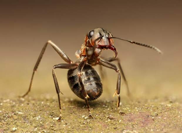 Макрофотографии насекомых от Ondrej Pakan