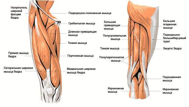 Мышечное строение ног