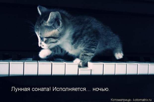 Лучшие котоматрицы недели Лучшие котоматрицы недели