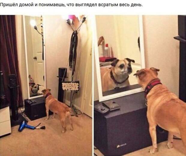 Бестолковый юмор с просторов интернета Бестолковый юмор с просторов интернета