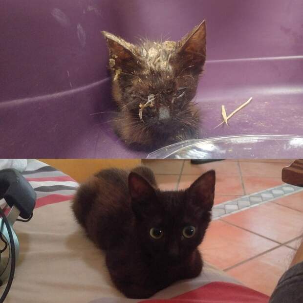 котенок до и после