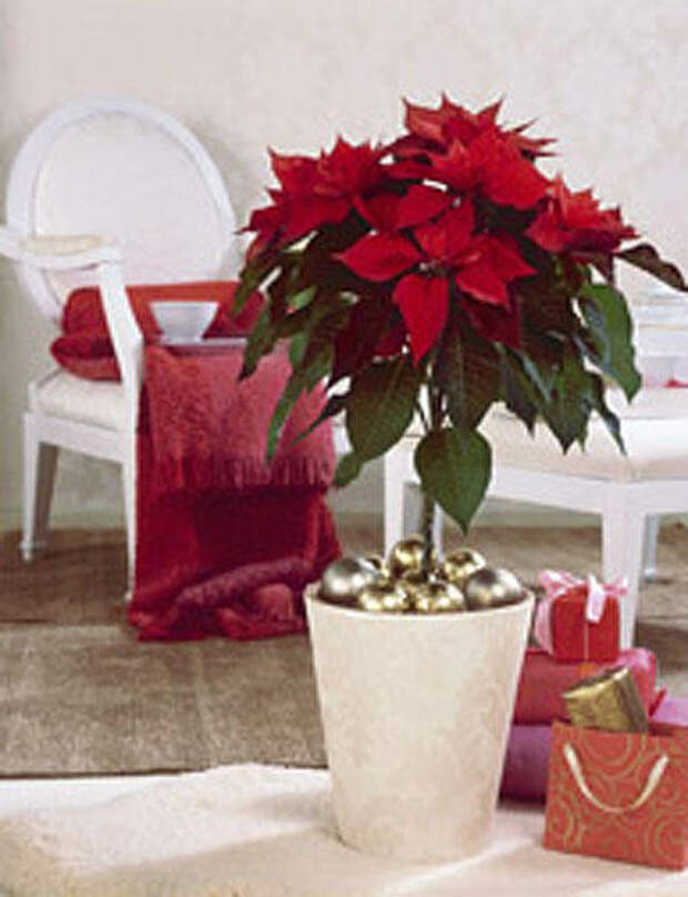 home-flowers-in-new-year-decorating1-12.jpg