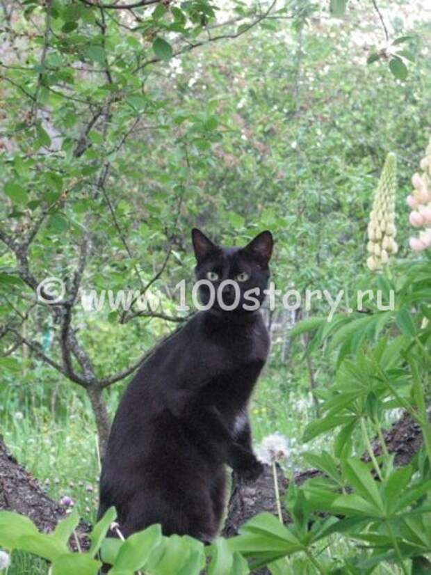 Офисный Котяра