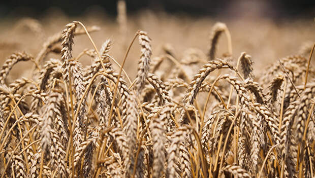 Пшеница. Архивное фото