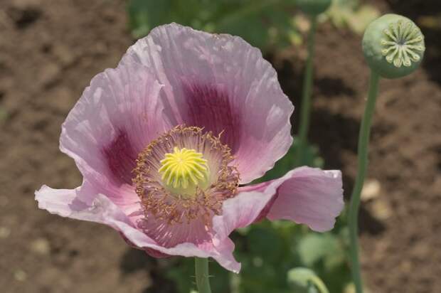 Papaver somniferum L.