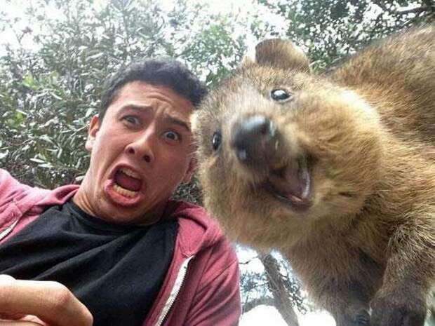 quokka8