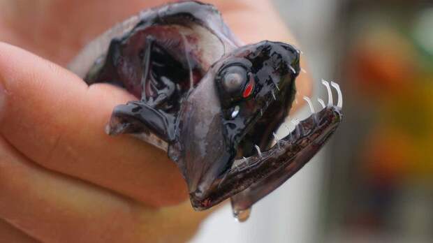 Раскрыт секрет смертельно опасных «невидимых» зубов рыбы-дракона