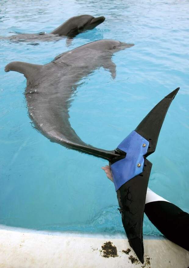 Самка дельфина по кличке Фуджи потеряла 75% своего хвостового плавника в 2002 году