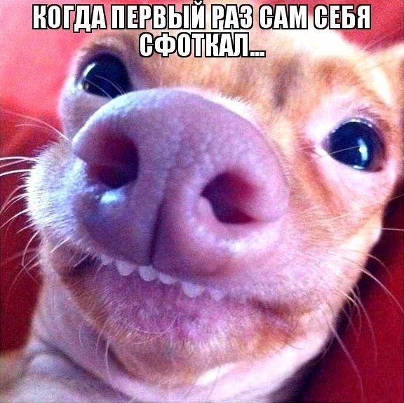 прикол, животные собаки