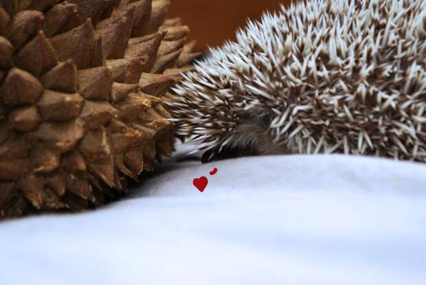 Hedgehogs13 Ёжики настоящие и нет