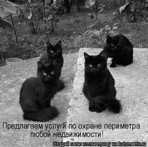 Лучшие котоматрицы недели (50 фото) Лучшие котоматрицы недели (50 фото)