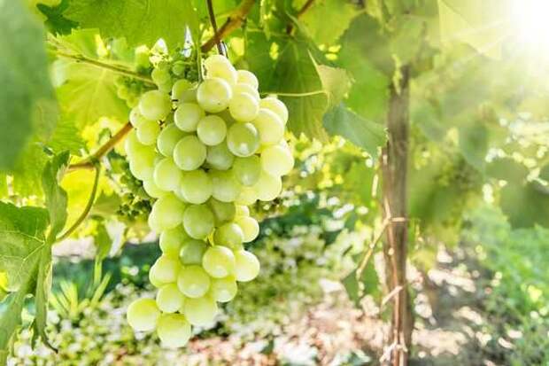 плоды винограда: лечебные свойства