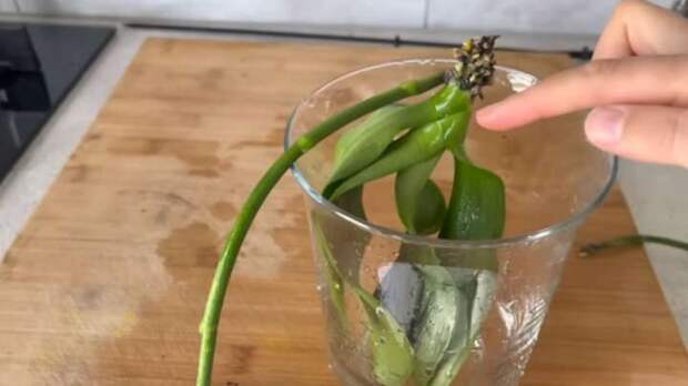 Укорените орхидею, которая потеряла все корни. Нужна только вода