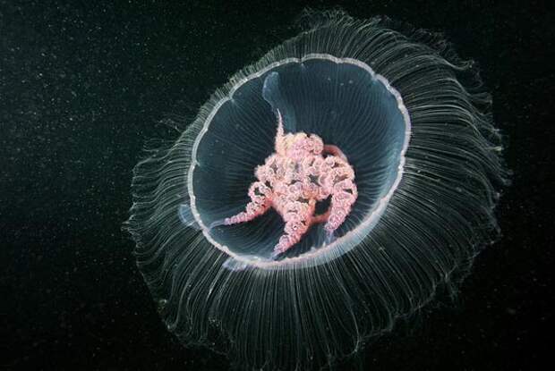 Jellyfish-pictures-3