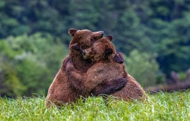 Эти забавные животные животные, фото, юмор
