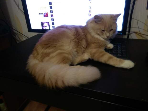 кот
