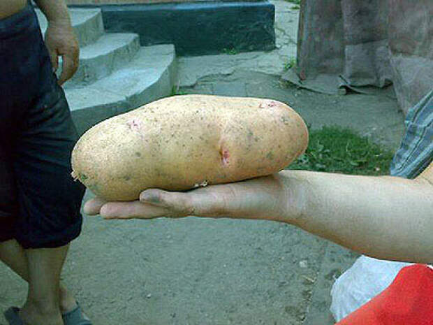 огромный картофель