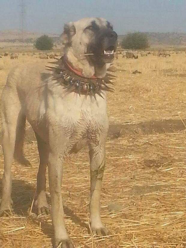 Что это за устройство с шипами?