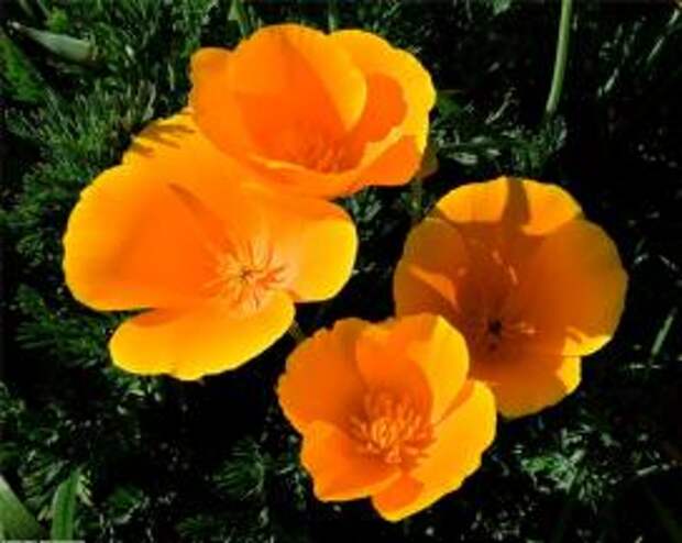 Эшшольция калифорнийская (Eschscholzia californica)