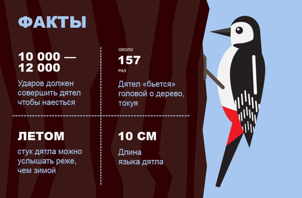 Факты о дятлах, Моя Планета