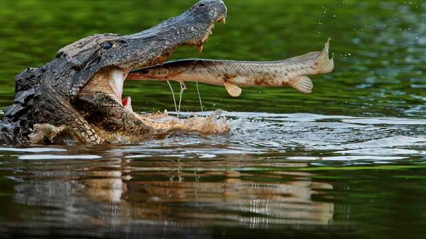 Нильский крокодил питается всем