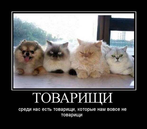 Веселые демотиваторы на выходные