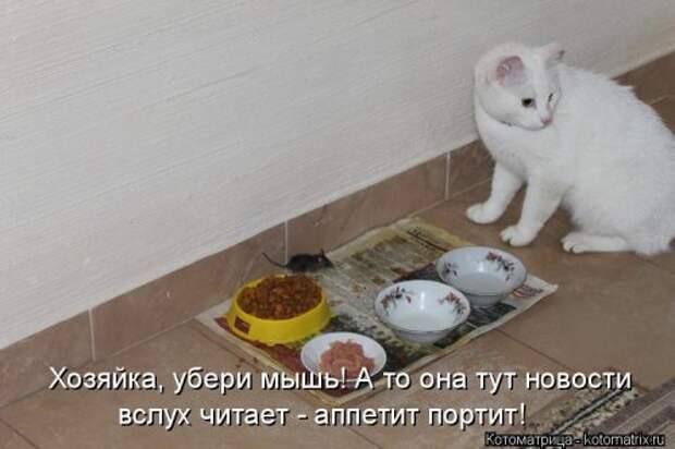Свежая котоматрица для всех (38 фото)