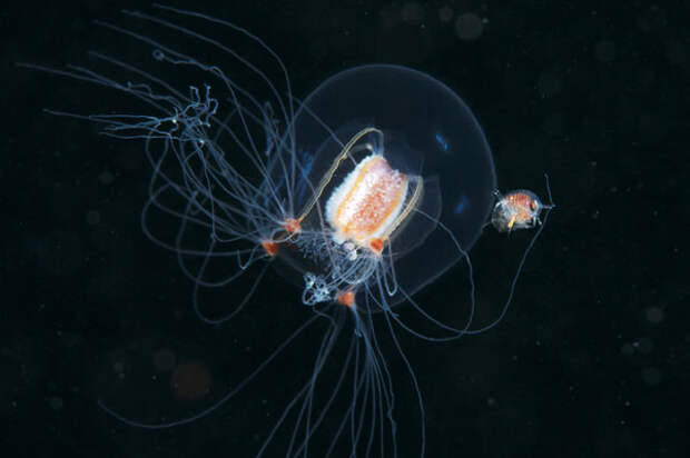 Jellyfish-pictures-14