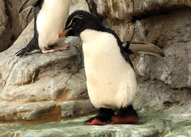 Пожилой пингвин с артритом из зоопарка Сент-Луиса получил терапевтические ботинки