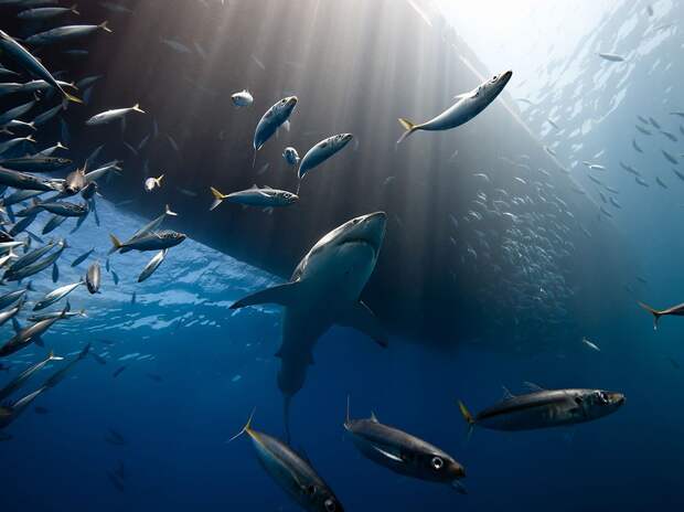 Большие белые акулы собираются у острова Гуадалупе, чтобы поохотиться на морских львов