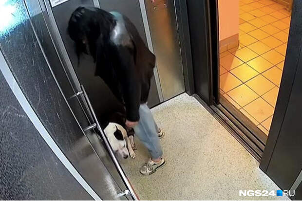 Избившая собаку в лифте красноярка объяснила свой поступок