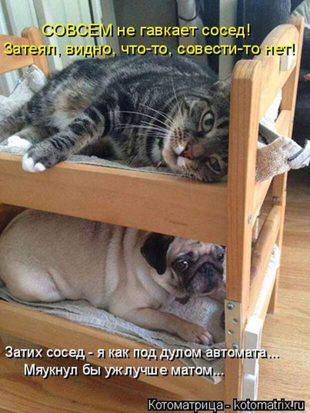 Лучшие котоматрицы недели (50 фото) Лучшие котоматрицы недели (50 фото)