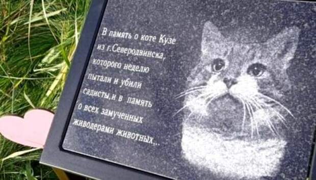 История замученного живодерами кота Кузи, которому поставили памятник