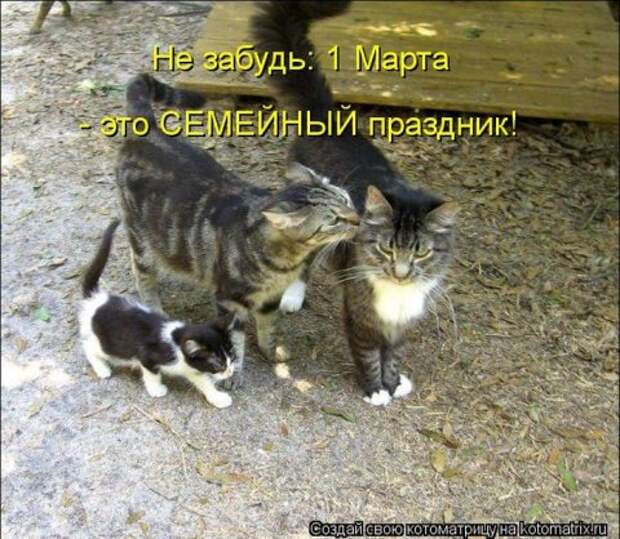 Котоматрицы