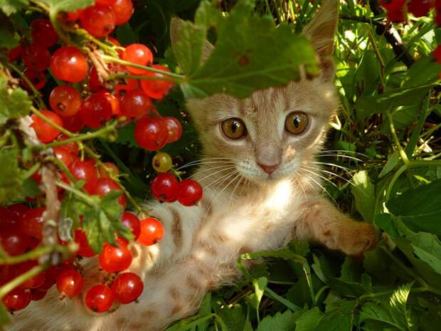 В ягодах смородины - Этот удивительный животный мир- я.ру