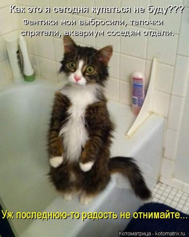 Лучшие котоматрицы недели (50 фото)