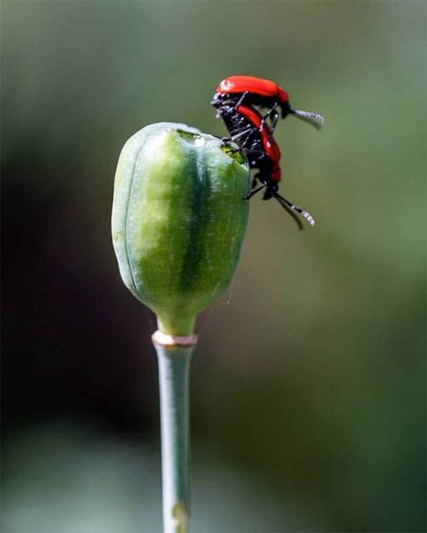 Самая «романтическая» сторона жизни насекомых
