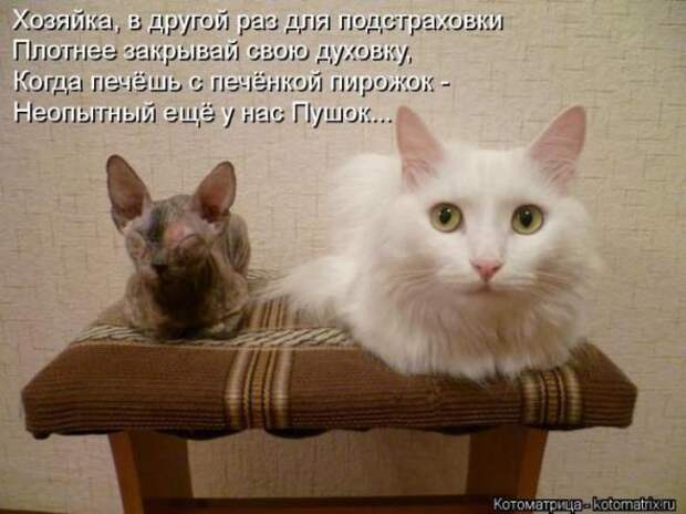 Котоматрицы(картинки с надписями)