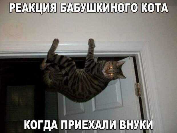 Картинки, юмор, приколы