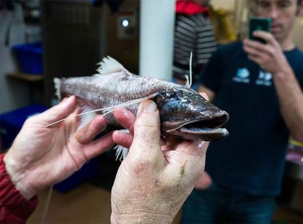 17. Рыба-тренога (Bathypterois grallator) глубина, глубоководные животные, глубоководные рыбы, глубоководный обитатели, морские глубины, морские животные, морские жители, океан