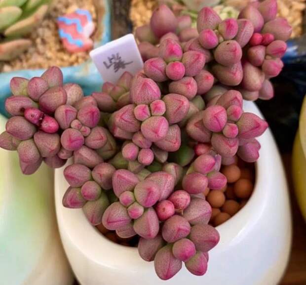 Толстянка изящная - прекрасный карликовая разновидность (Crassula elegans), причем под этим названием доступно множество варьирующих по внешнему виду форм.