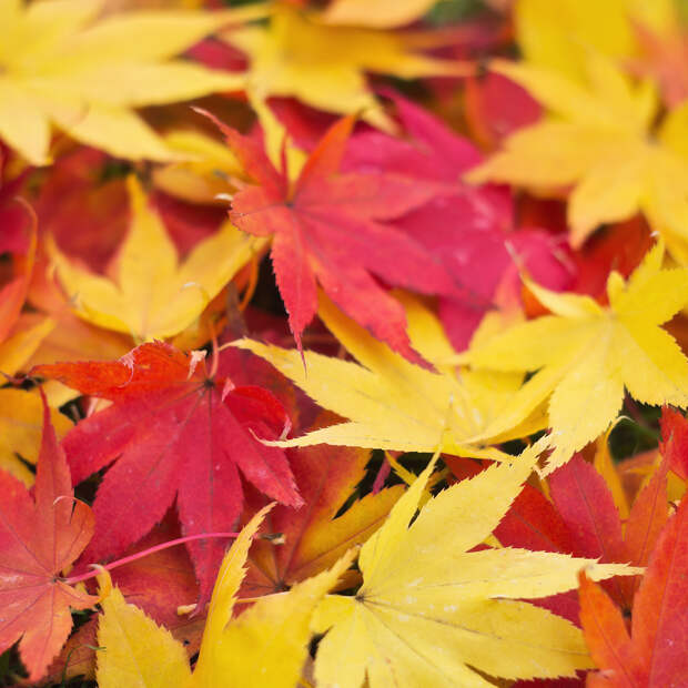 Осень. (Hiroyuki Takeda)