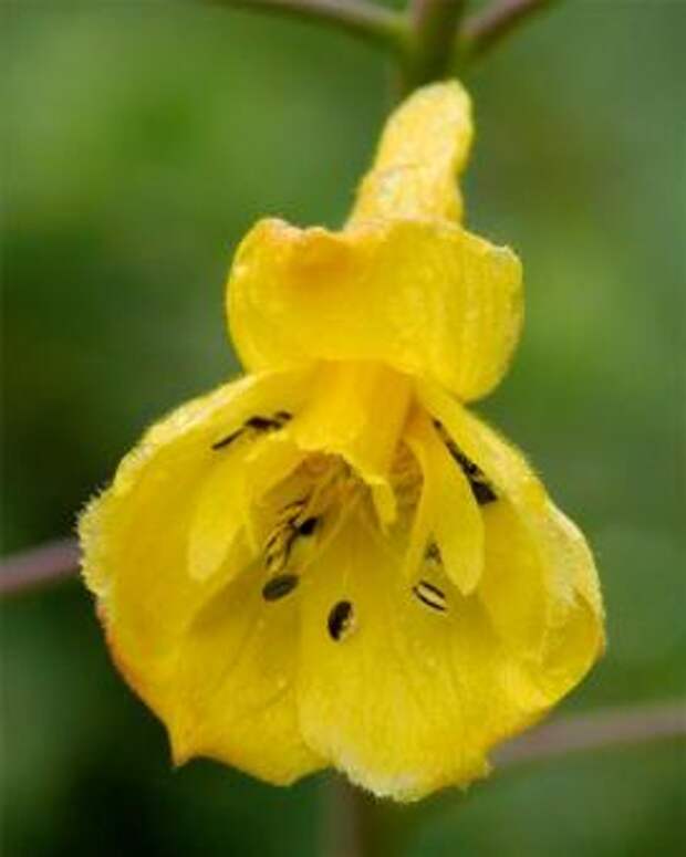 Дельфиниум желтый (Delphinium luteum)