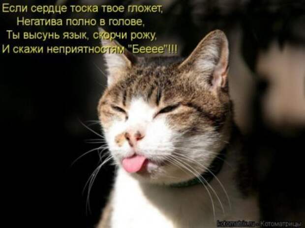 Котоматрицы....самые прикольные