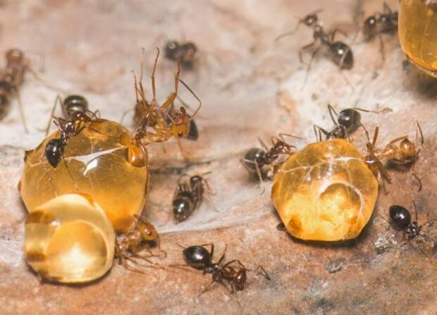 Медовые муравьи: фото, описание, особенности, образ жизни
