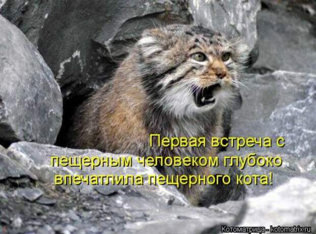 Котоматрицы(картинки с надписями)