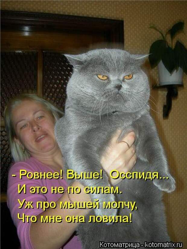 Лучшие котоматрицы недели Лучшие котоматрицы недели
