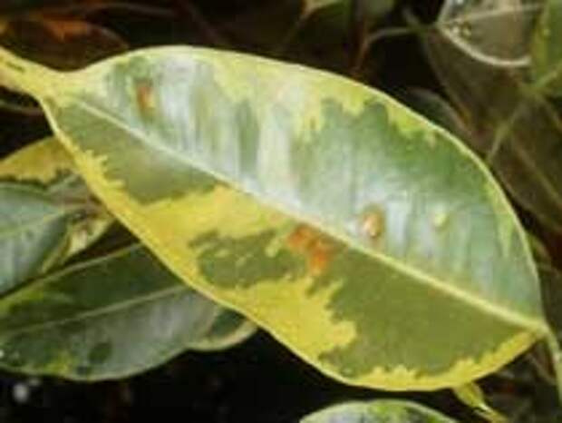 Листья фикуса желтеют и опадают