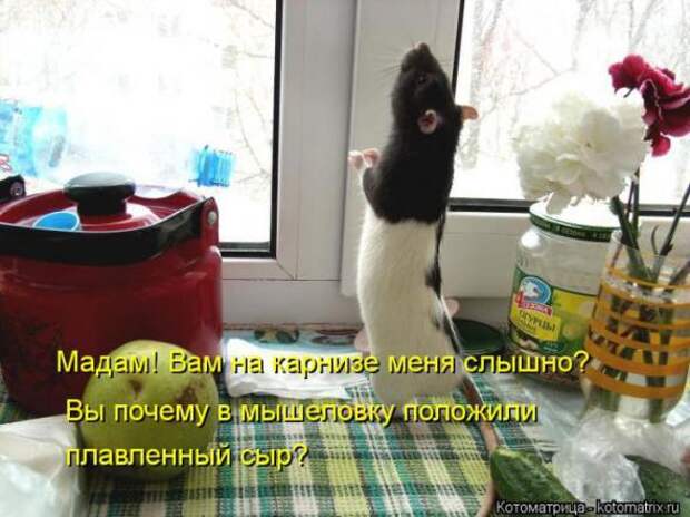 Котоматрицы(картинки с надписями)