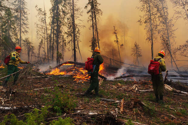 Из-за чего горят леса и сколько стоит их тушить